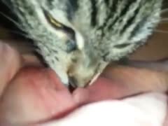 My cat lick my wet pussy while husband at work 